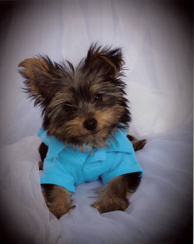 Yorkies For Sale