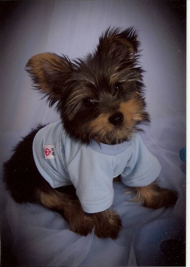 male yorkie for sale near me