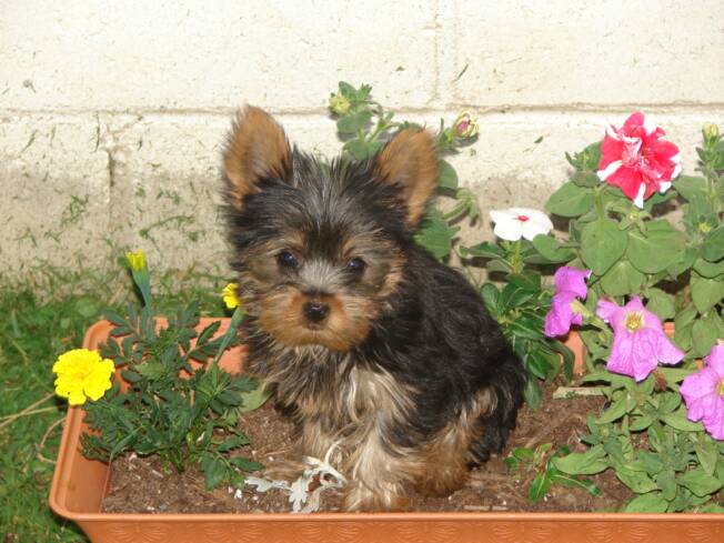 You can have an adorable puppy like this one through our available Yorkie puppies for sale. 