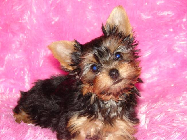 pics of yorkies puppies. Yorkie Puppy Training