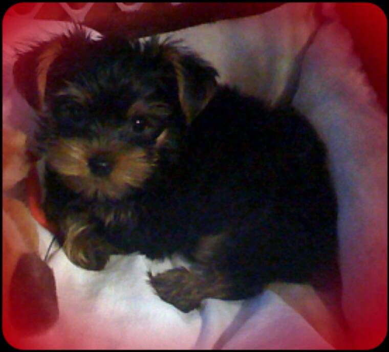 pics of yorkies puppies. Pictures Of Yorkies Puppies.