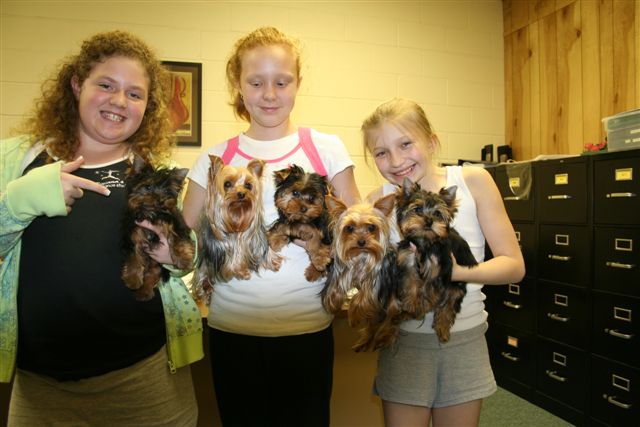 black and white yorkie poo. lack and white yorkie poo