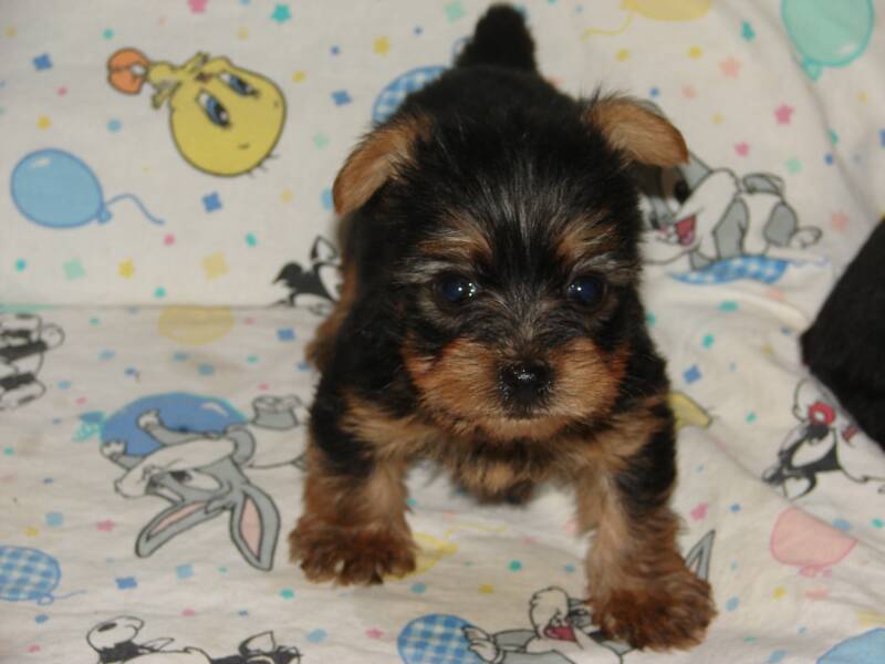 Pictures Of Yorkies Puppies. Yorkie Puppies For Free